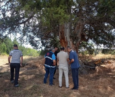 Üniversitemizin Girişimiyle 6 Ağaç İçin Tescil Süreci Başlatıldı